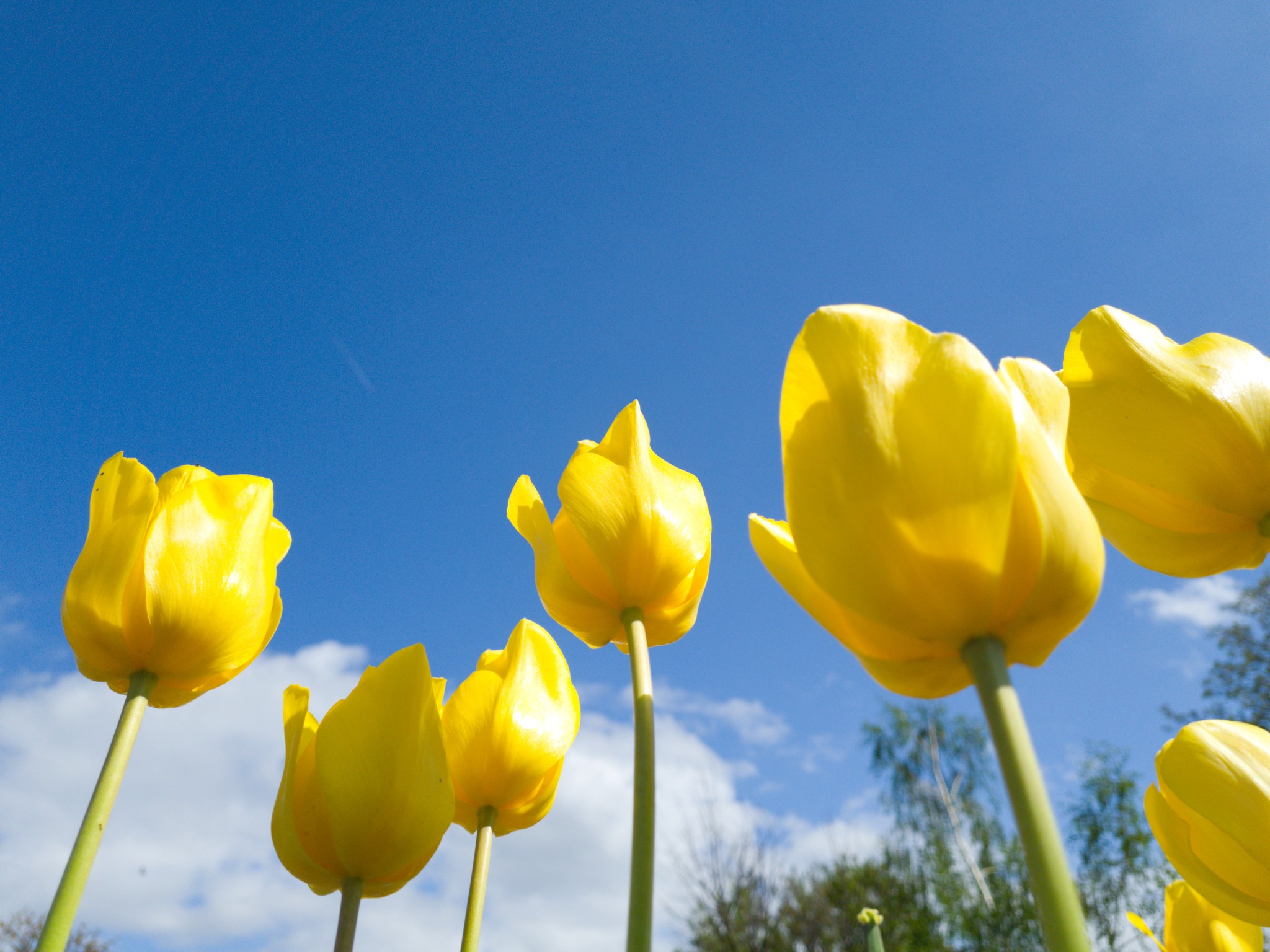 Yellow tulips